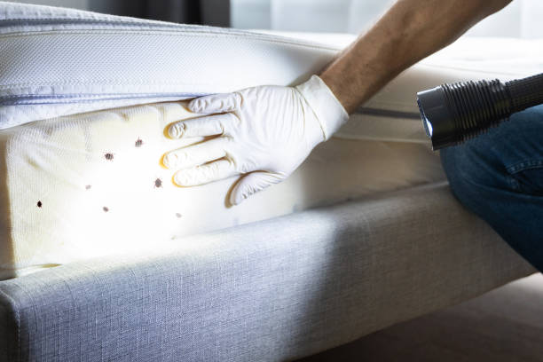Best Ant Control Services  in Lithopolis, OH