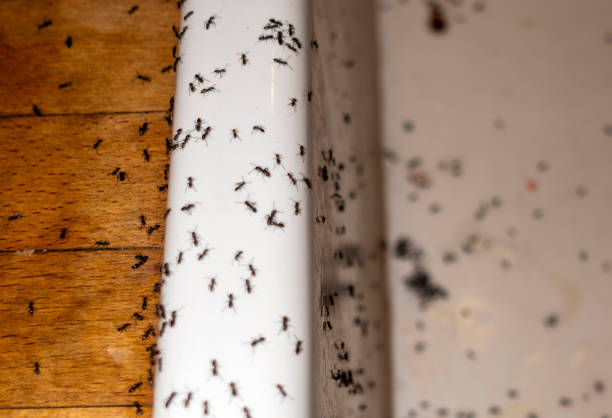 Pest Control Cost in Lithopolis, OH